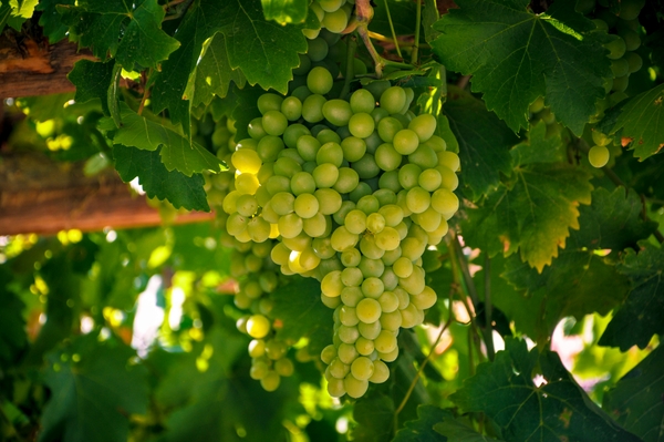 Grapes